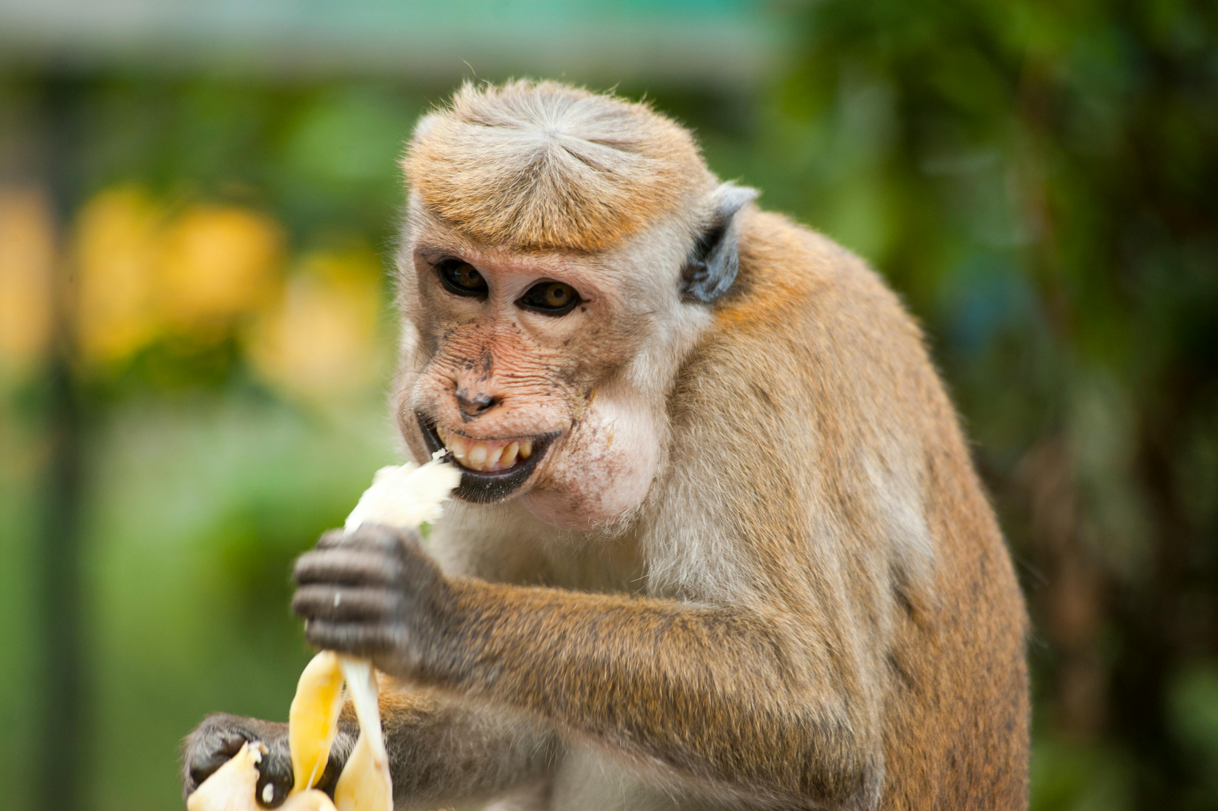 Sinister looking monkey eating banana