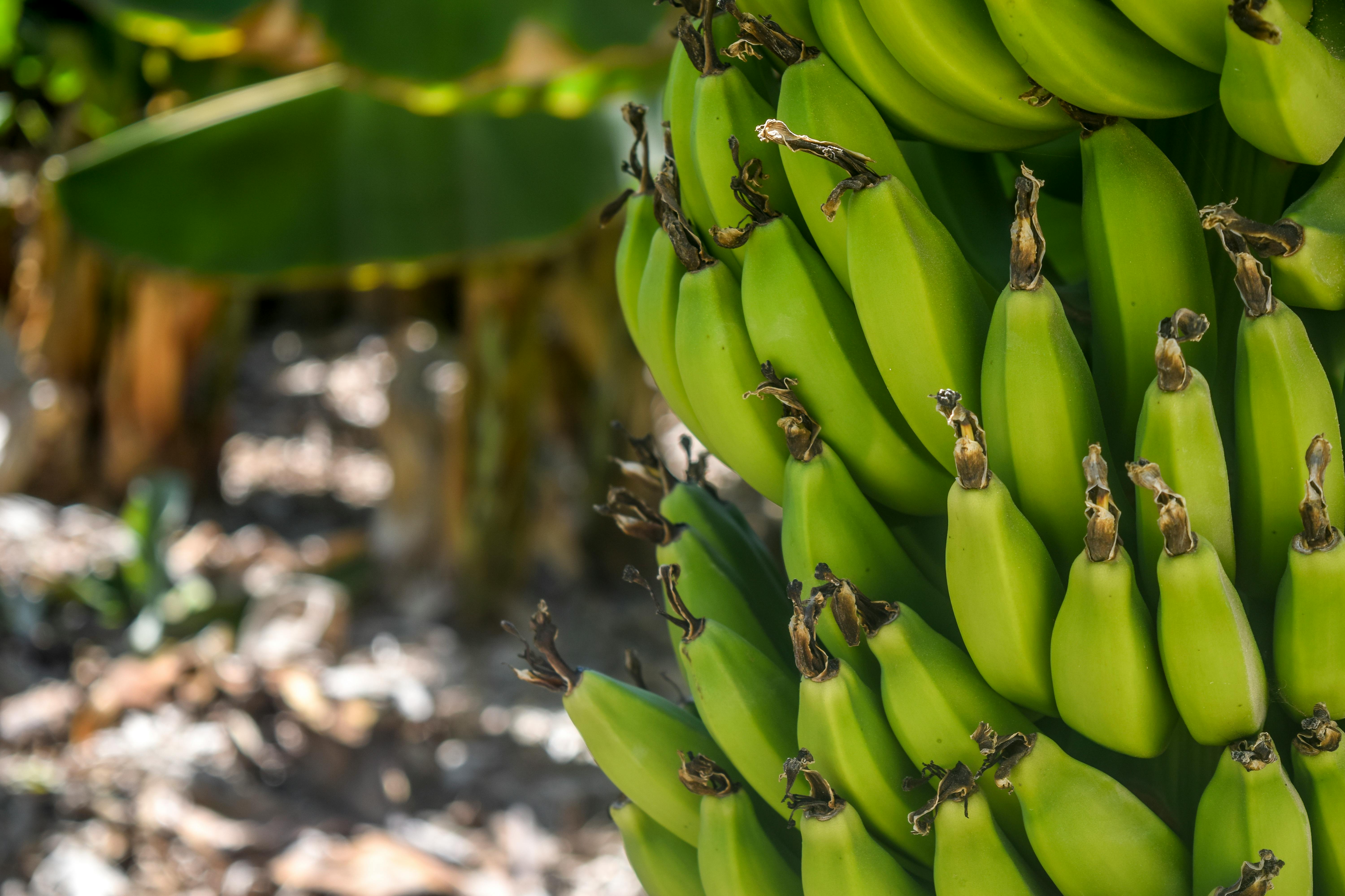 Bananas on tree