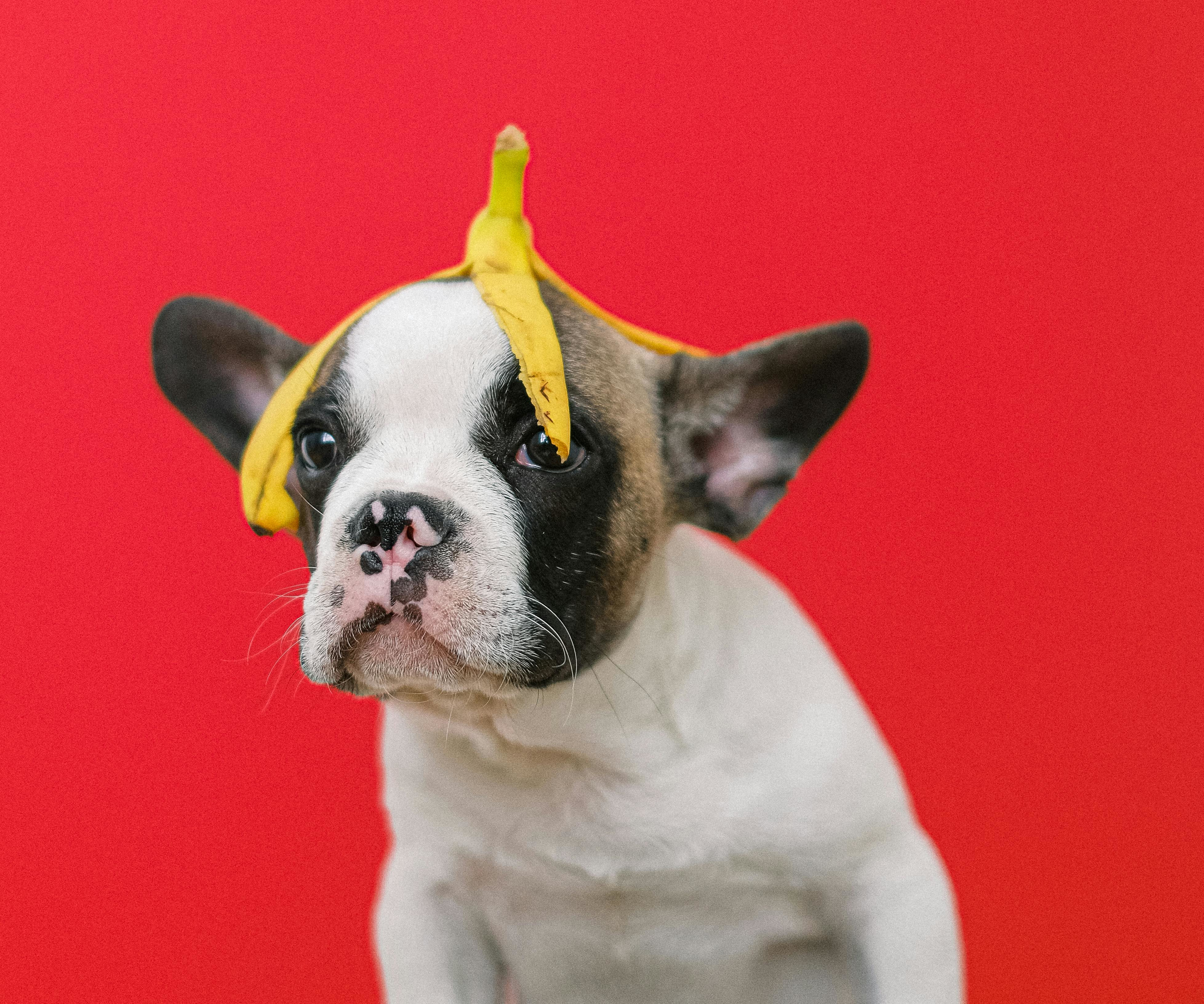 Dog wearing banana as hat